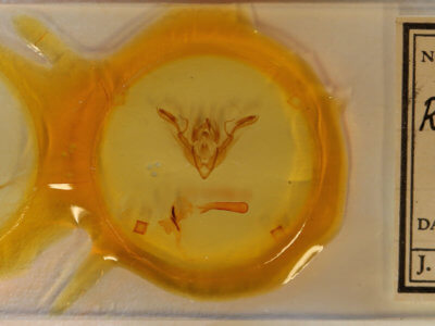 slide view of adult Rhynchaglaea scitula