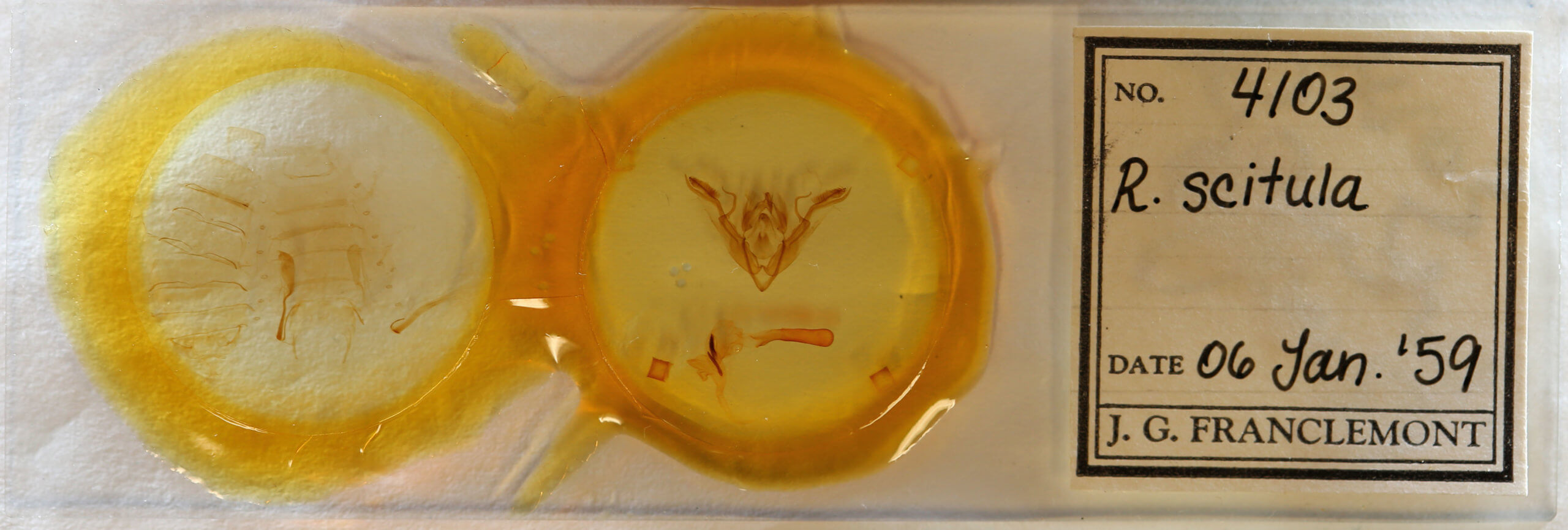 slide view of adult Rhynchaglaea scitula