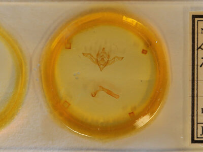 slide view of adult Eupsilia fringata