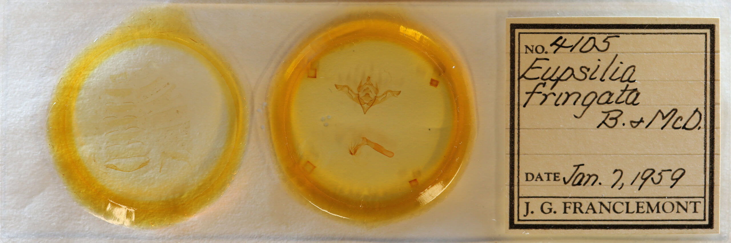 slide view of adult Eupsilia fringata