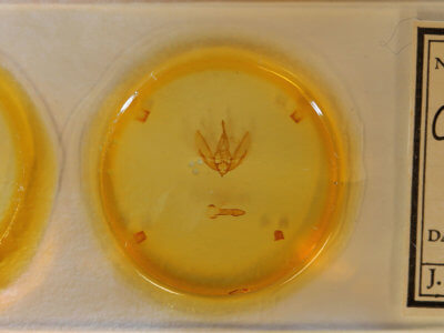 slide view of adult Cymatophoropsis heurippa