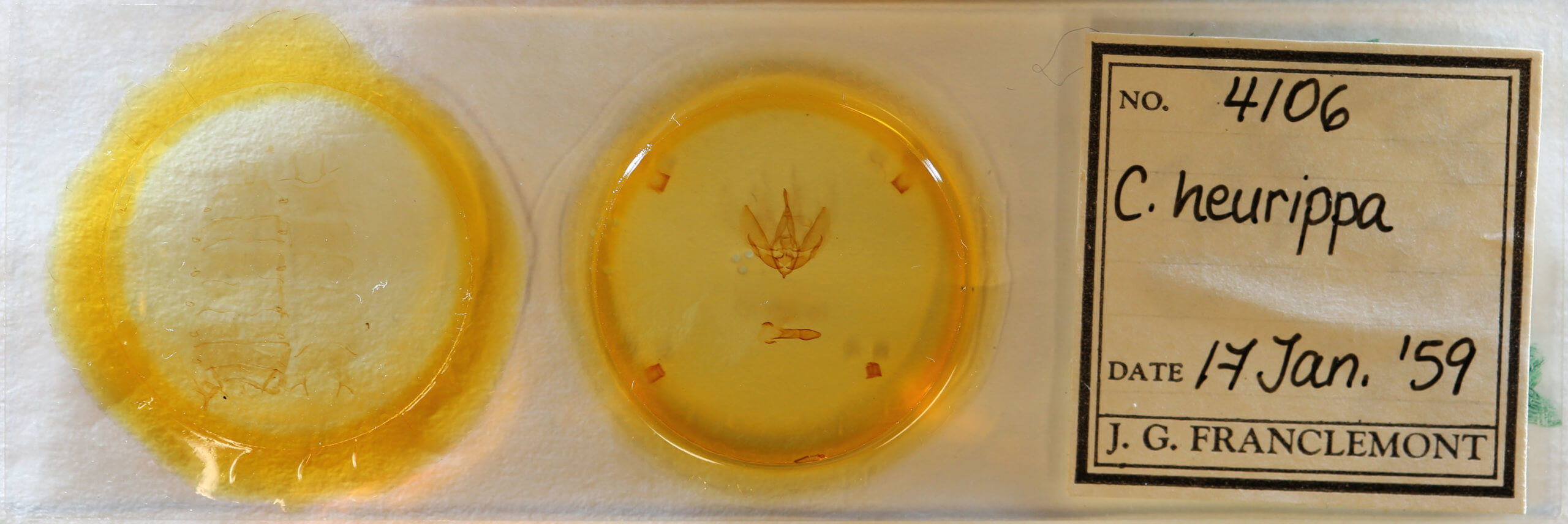 slide view of adult Cymatophoropsis heurippa