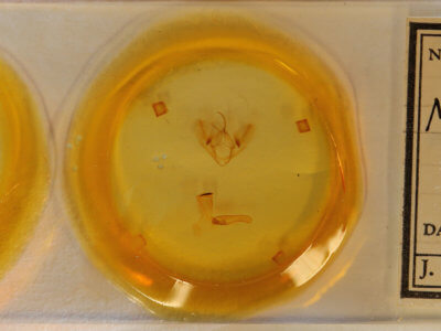 slide view of adult Metaplusia argyra