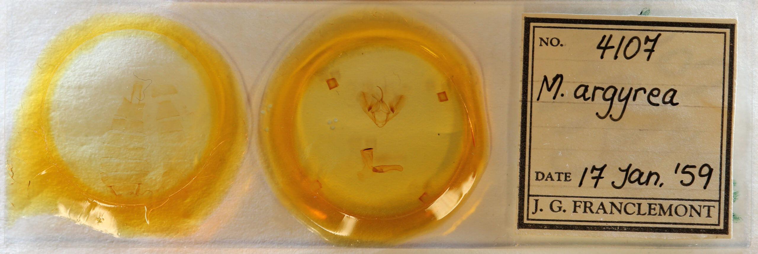 slide view of adult Metaplusia argyra