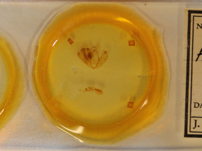 slide view of adult Arbostola heuritica