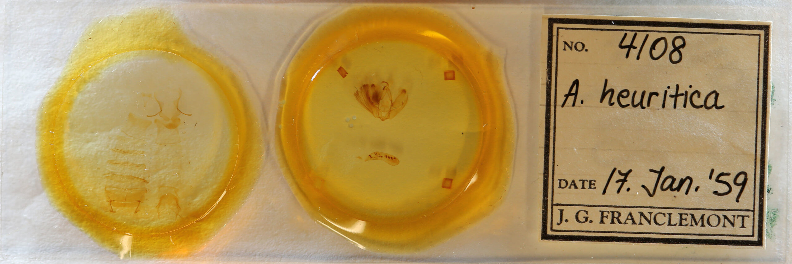 slide view of adult Arbostola heuritica