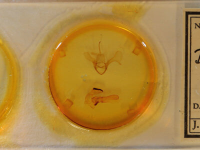 slide view of adult Diphthera festiva