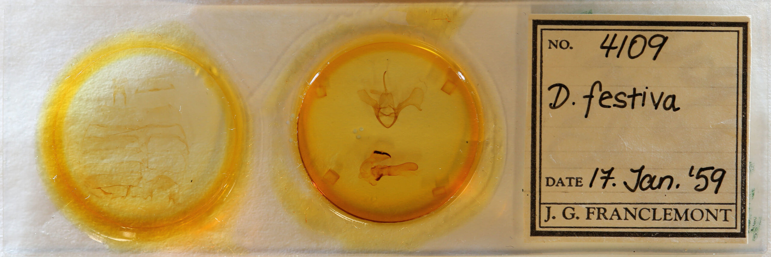 slide view of adult Diphthera festiva