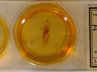 slide view of adult Diphthera festiva