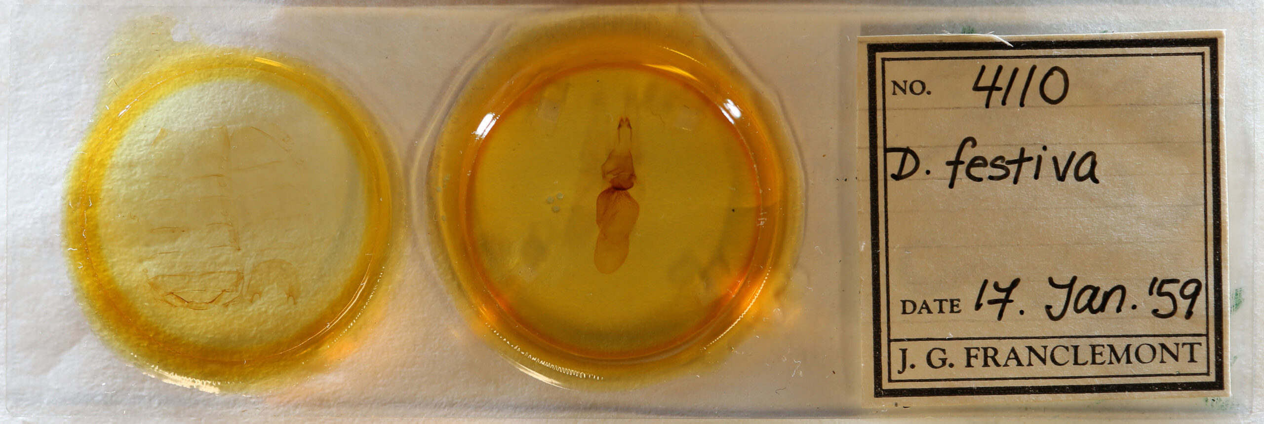 slide view of adult Diphthera festiva