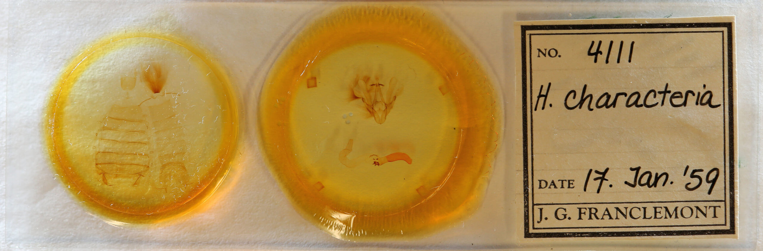 slide view of adult Hemicephalis characteria