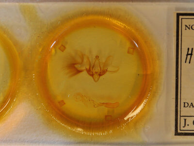 slide view of adult Hemicephalis alesa