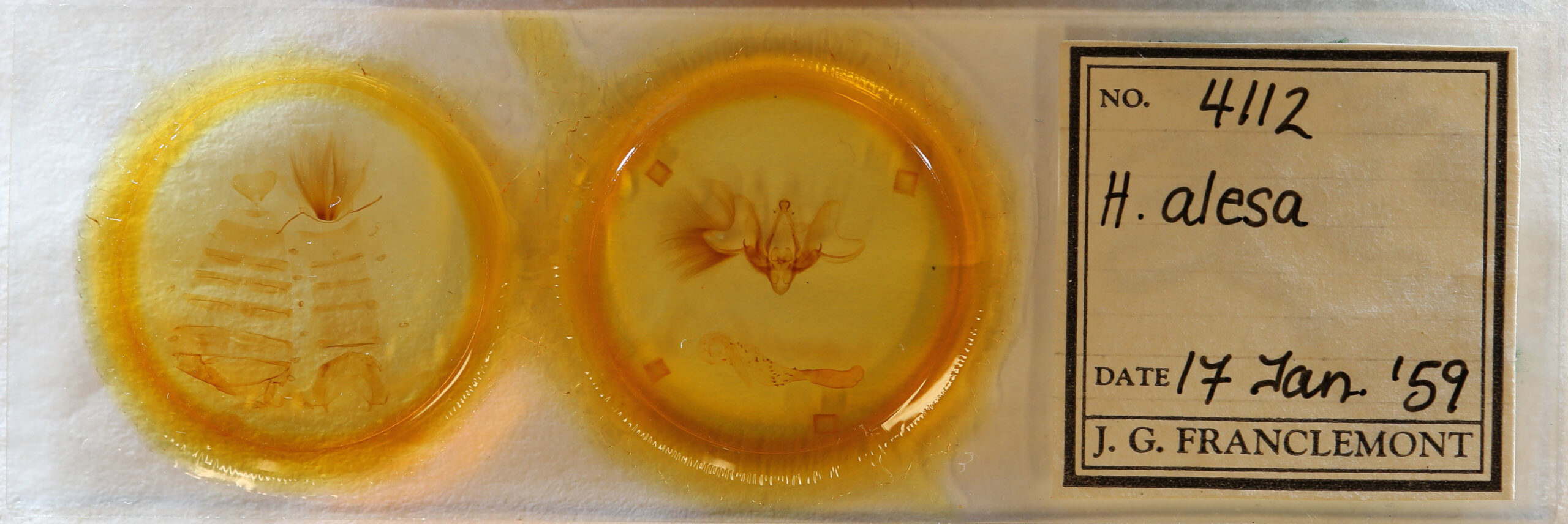 slide view of adult Hemicephalis alesa