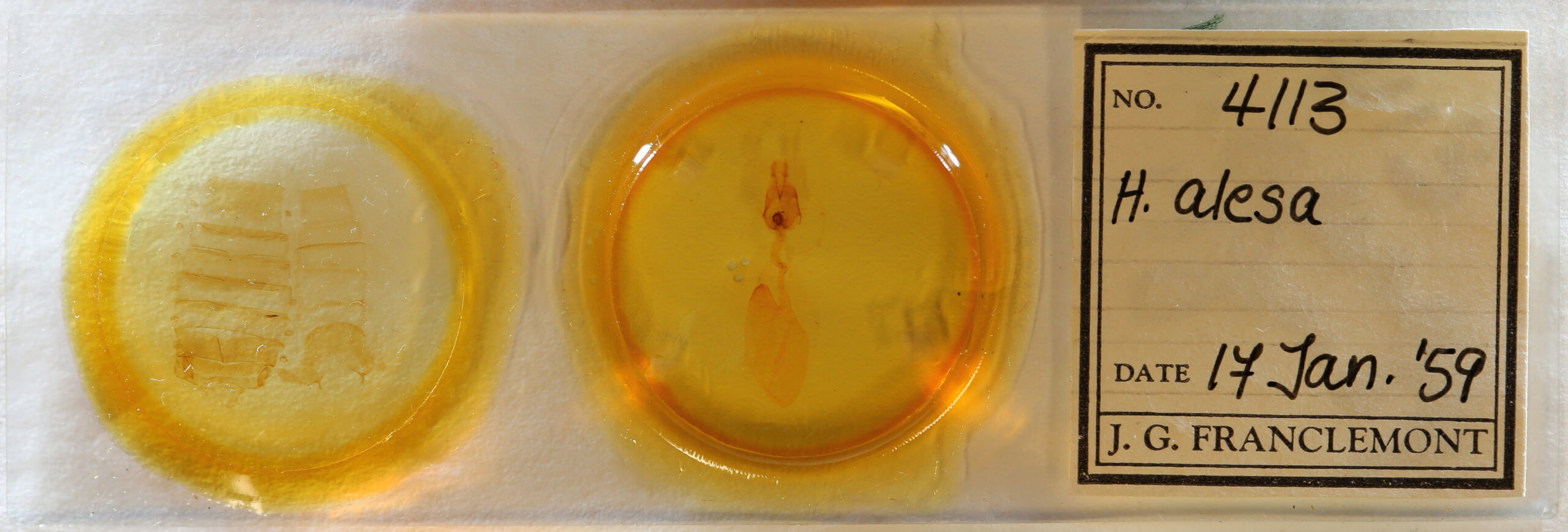 slide view of adult Hemicephalis alesa