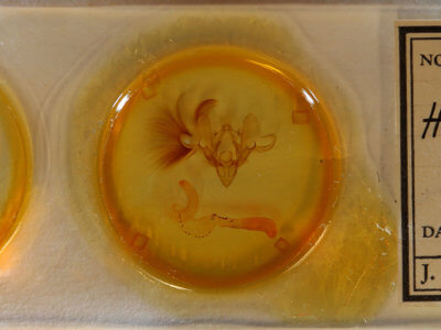 slide view of adult Hemicephalis paulina