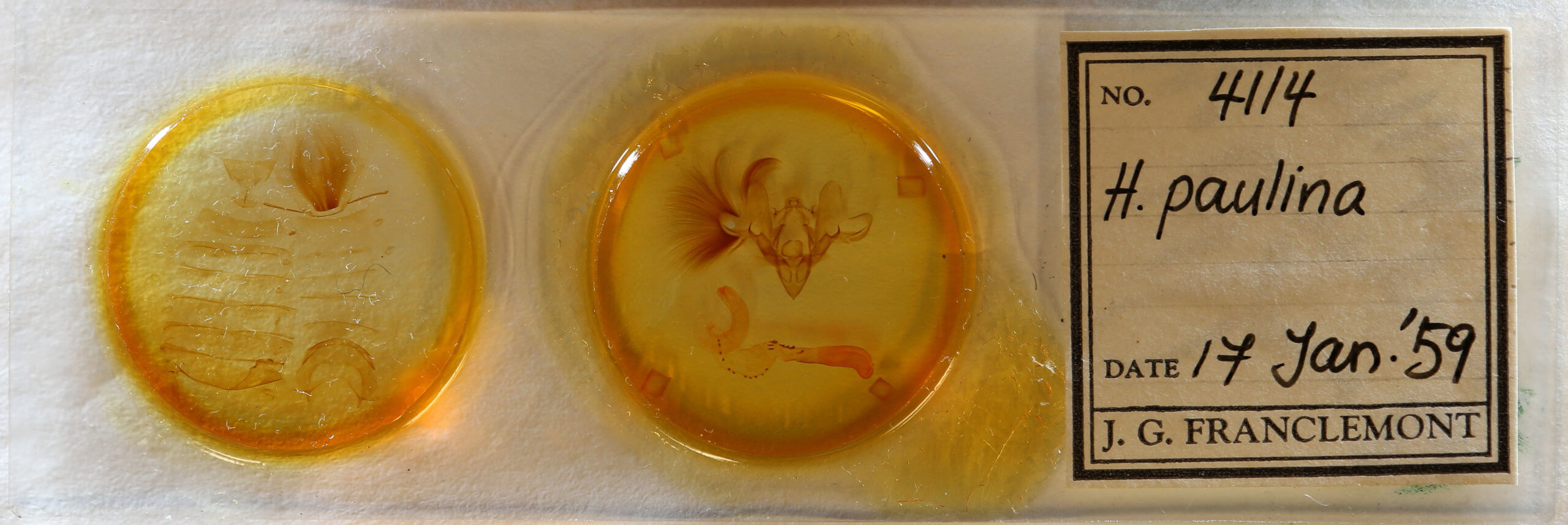 slide view of adult Hemicephalis paulina