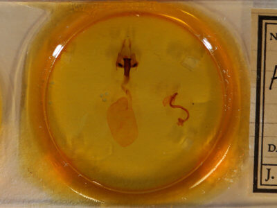 slide view of adult Hemicephalis paulina