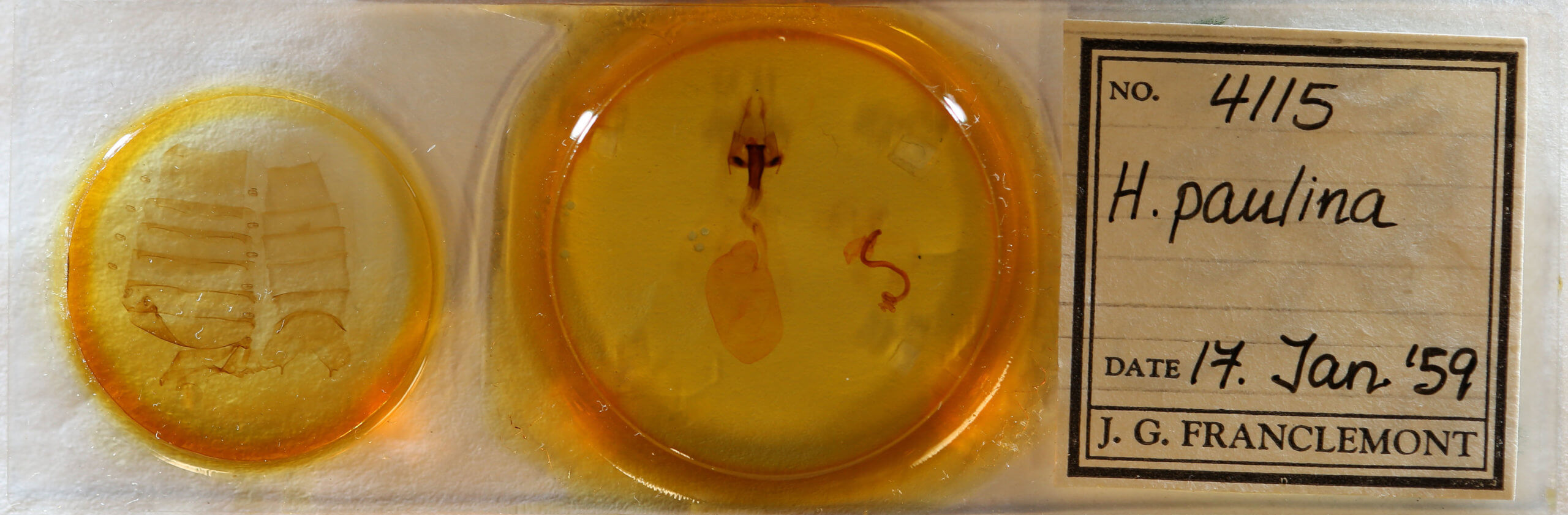 slide view of adult Hemicephalis paulina