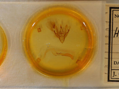 slide view of adult Hemicephalis agenoria