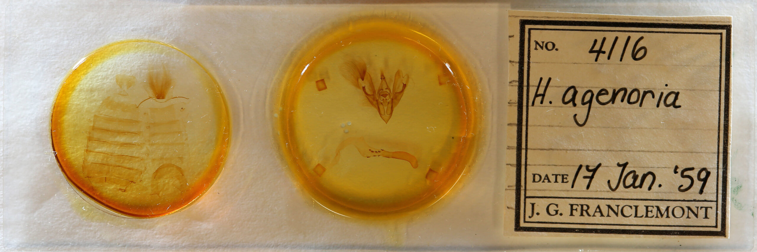 slide view of adult Hemicephalis agenoria