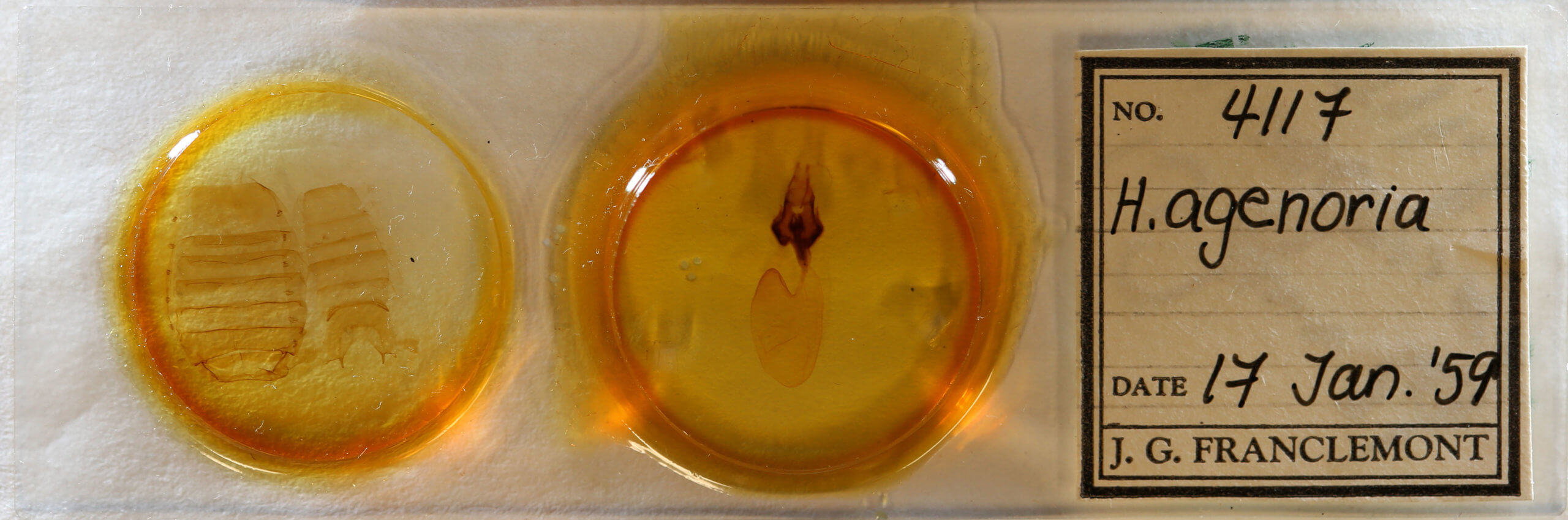 slide view of adult Hemicephalis agenoria