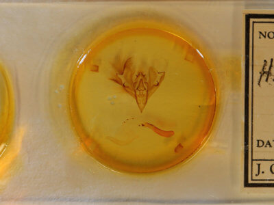 slide view of adult Hemicephalis rufipes