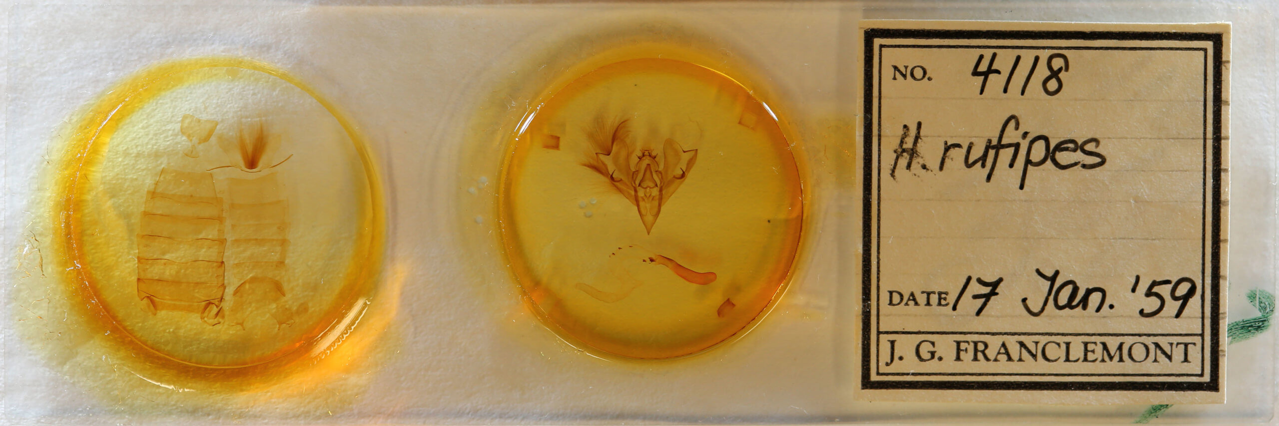 slide view of adult Hemicephalis rufipes