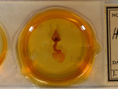 slide view of adult Hemicephalis rufipes