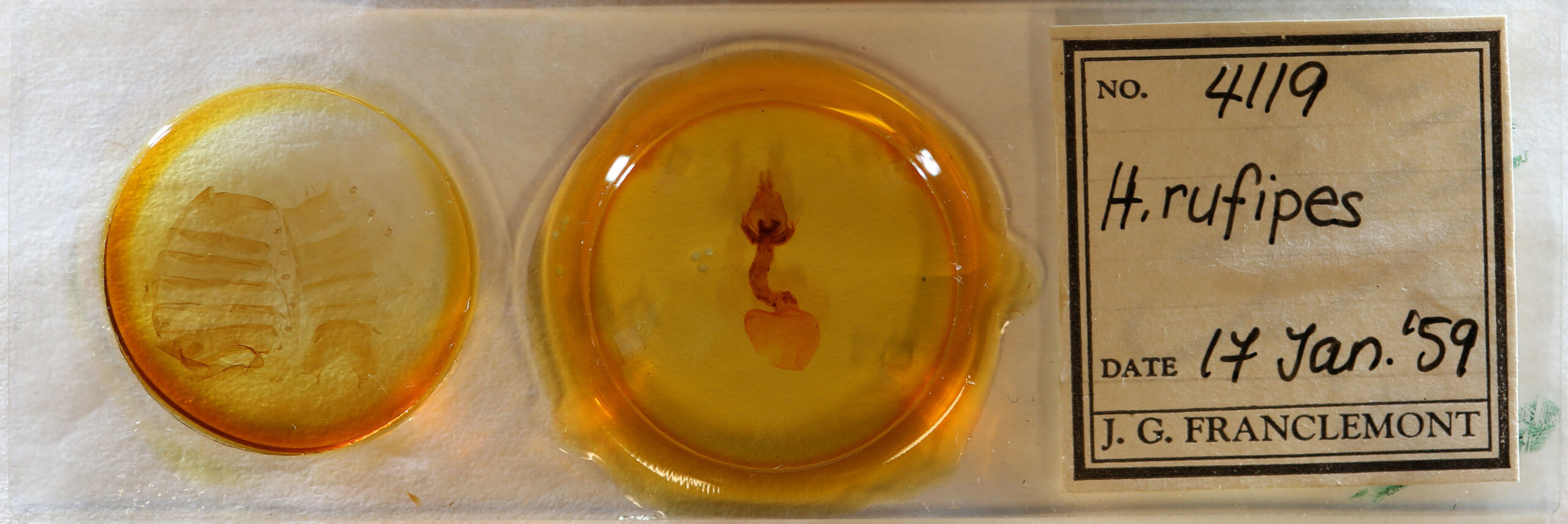 slide view of adult Hemicephalis rufipes