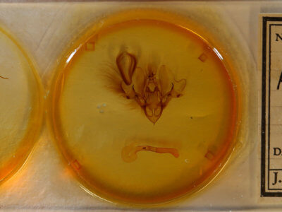 slide view of adult Hemicephalis laronia