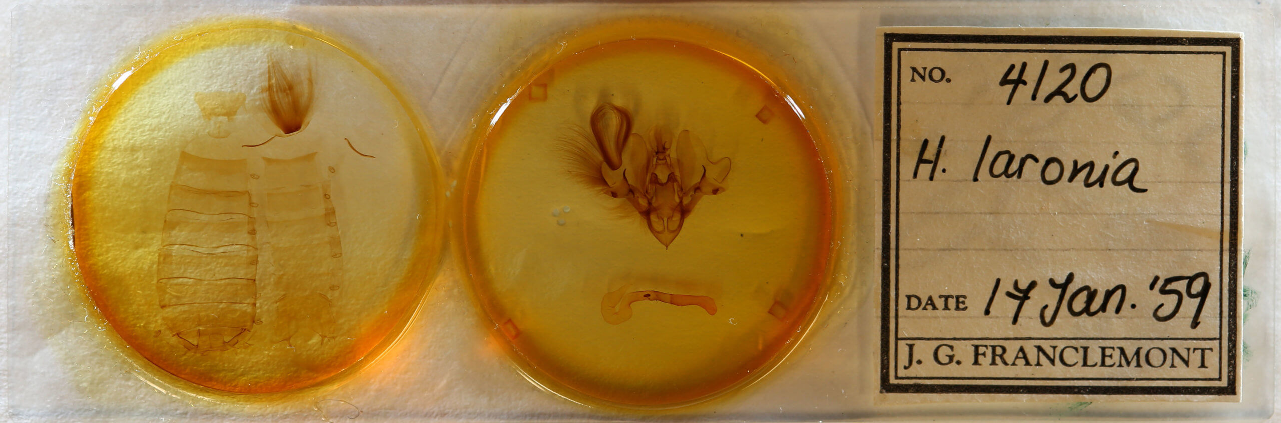 slide view of adult Hemicephalis laronia