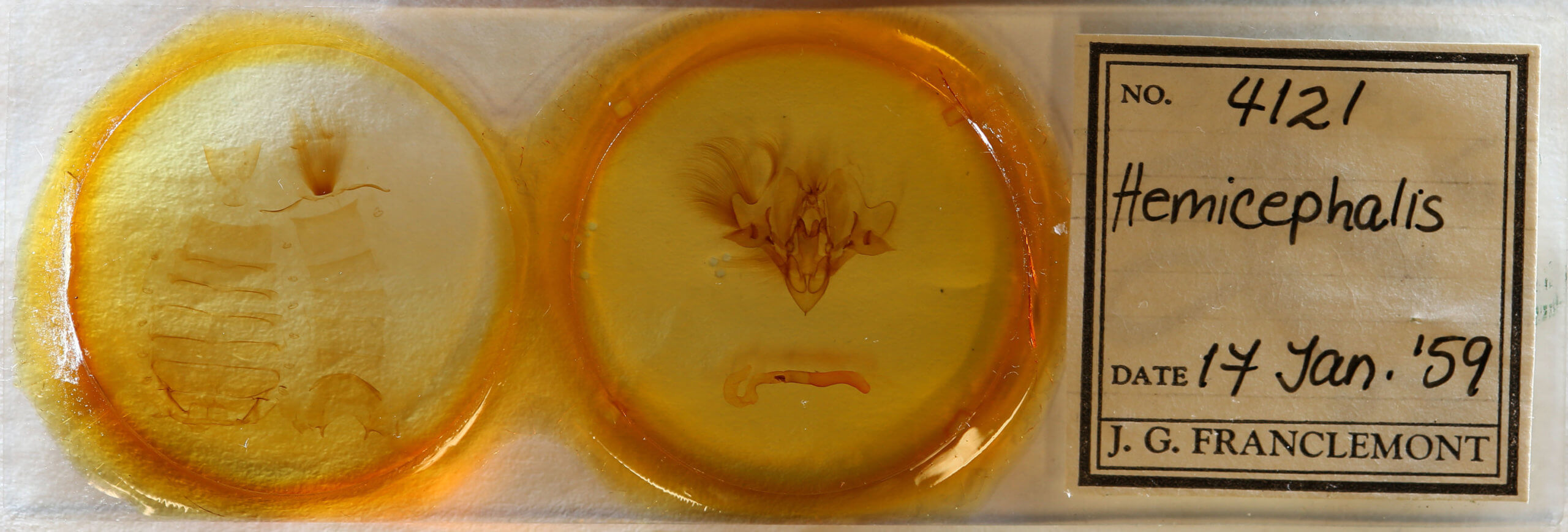 slide view of adult Hemicephalis