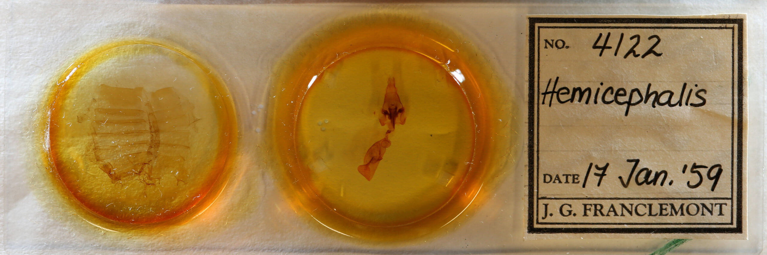 slide view of adult Hemicephalis