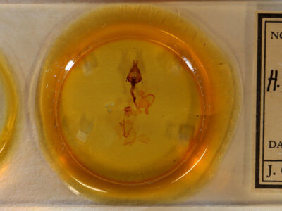 slide view of adult Hemicephalis grandirena