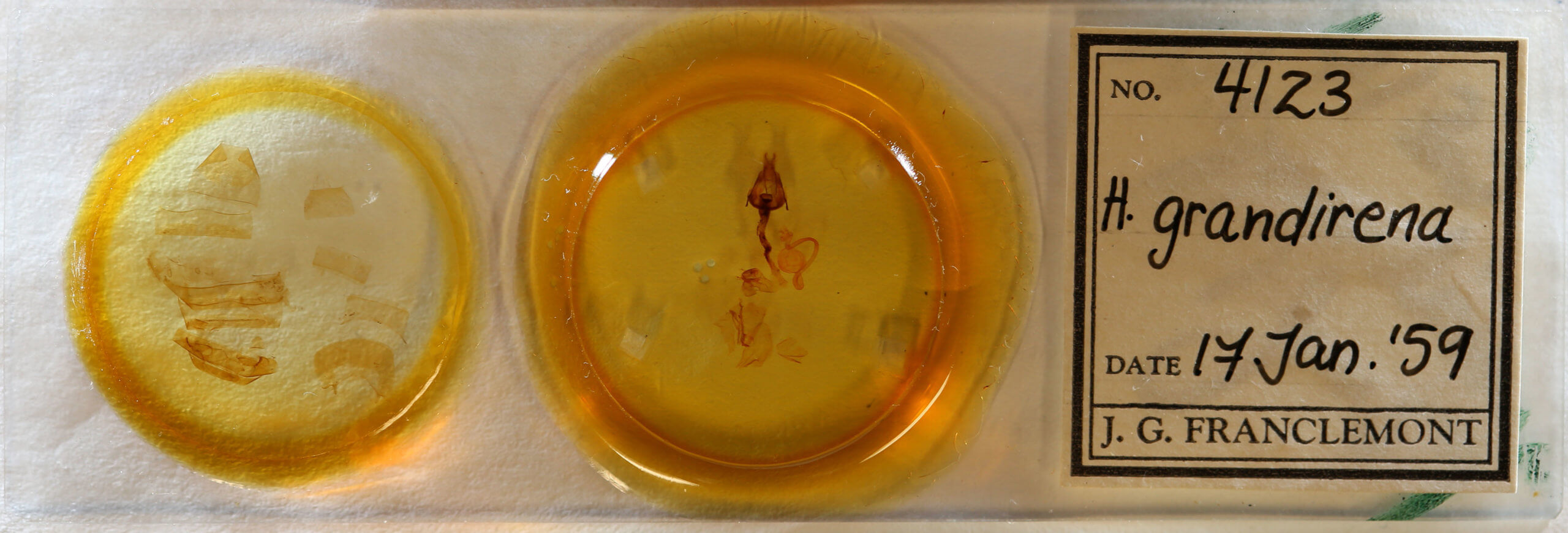 slide view of adult Hemicephalis grandirena