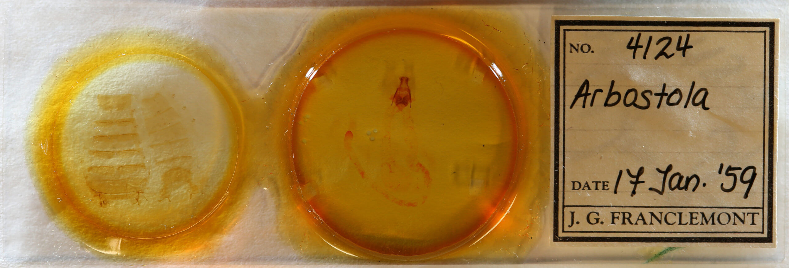 slide view of adult Arbostola