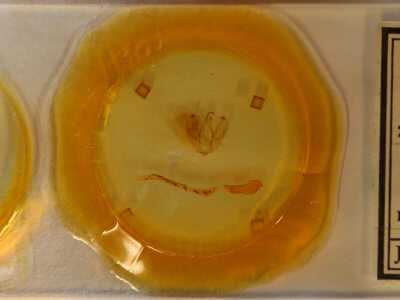 slide view of adult Arbostola viridis