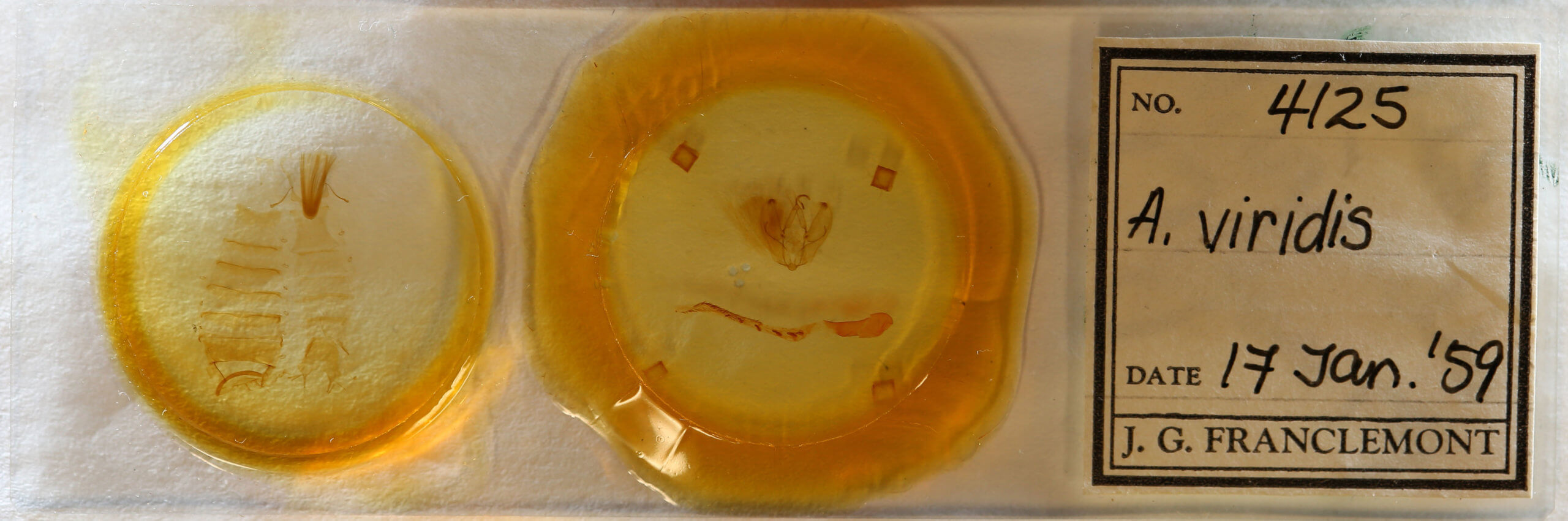 slide view of adult Arbostola viridis