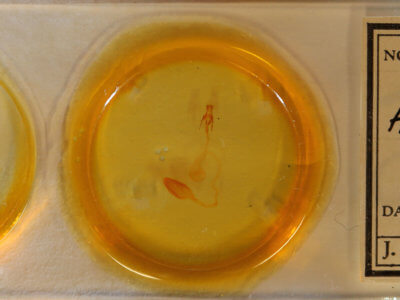 slide view of adult Arbostola viridis