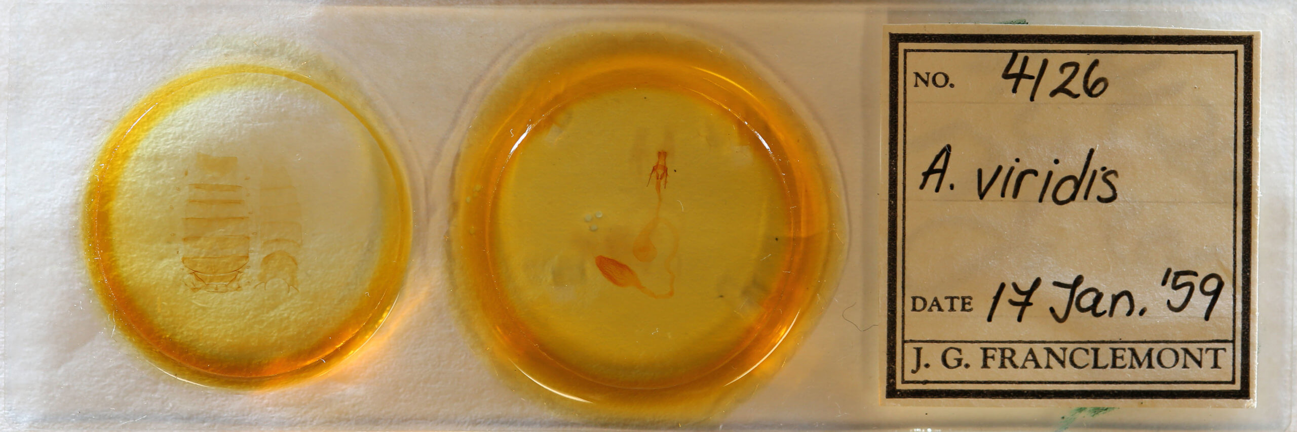 slide view of adult Arbostola viridis