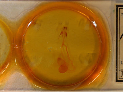 slide view of adult Hemicephalis proserpina