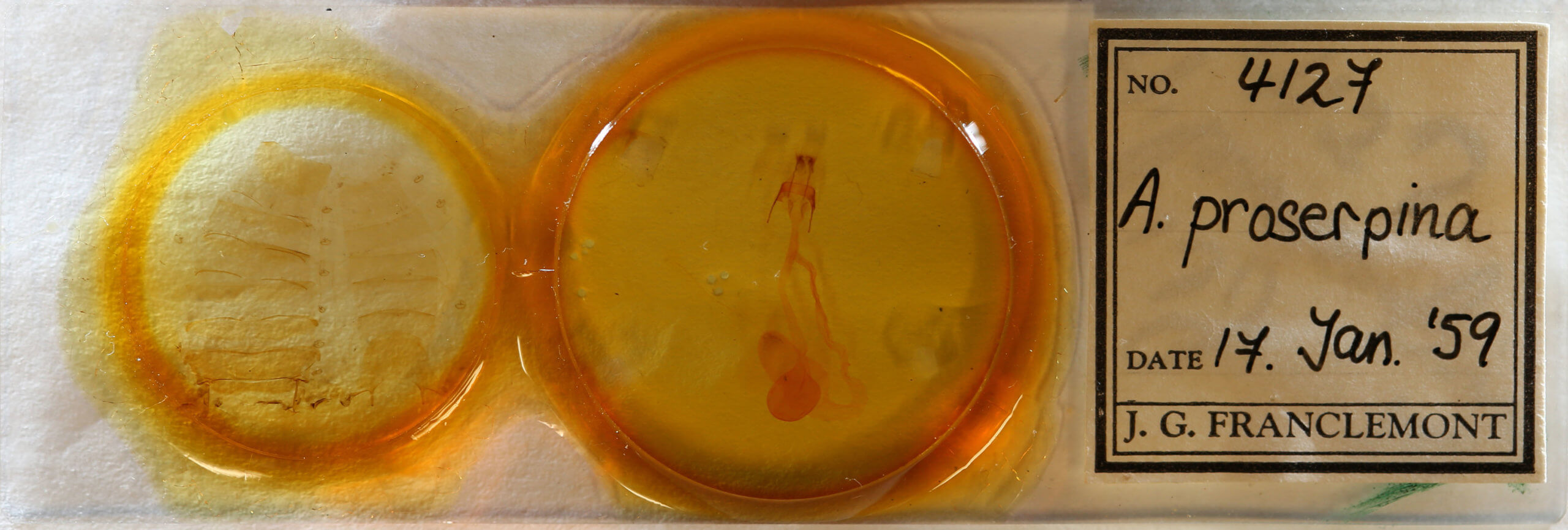 slide view of adult Hemicephalis proserpina