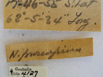 label view of adult Hemicephalis proserpina