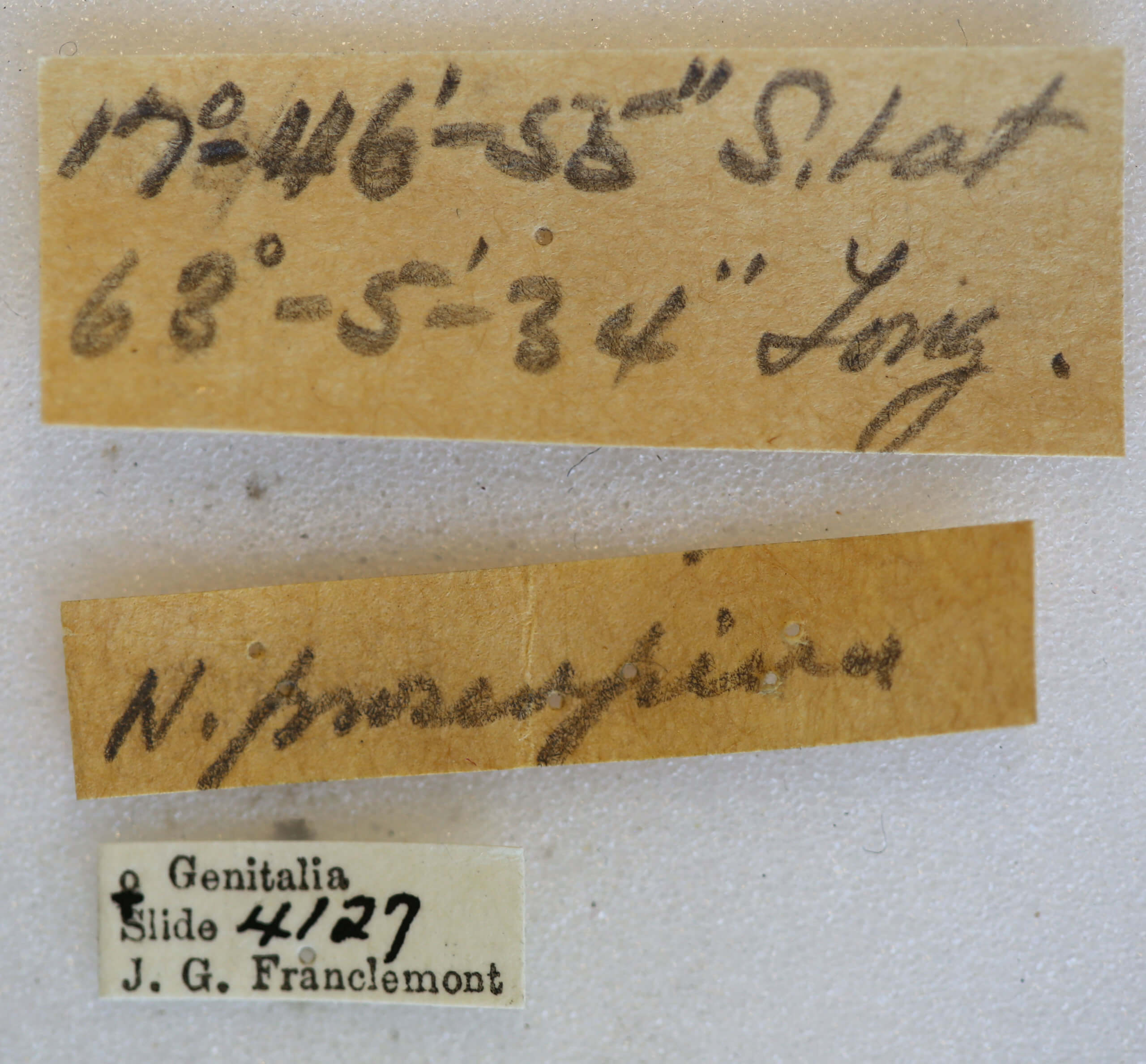 label view of adult Hemicephalis proserpina