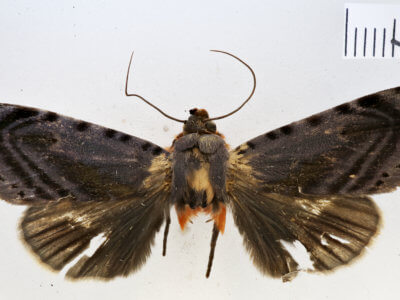 dorsal view of adult Hemicephalis proserpina