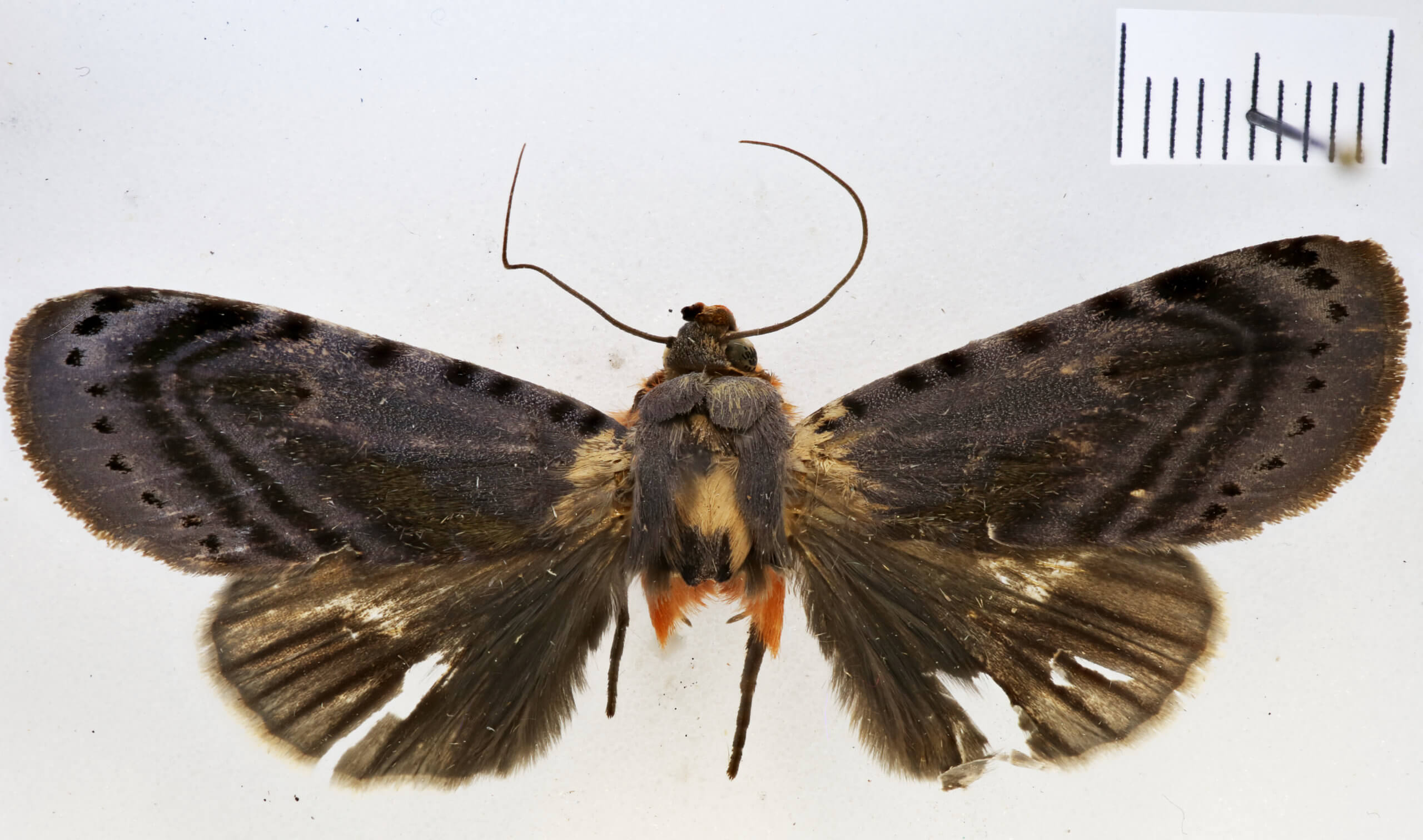 dorsal view of adult Hemicephalis proserpina