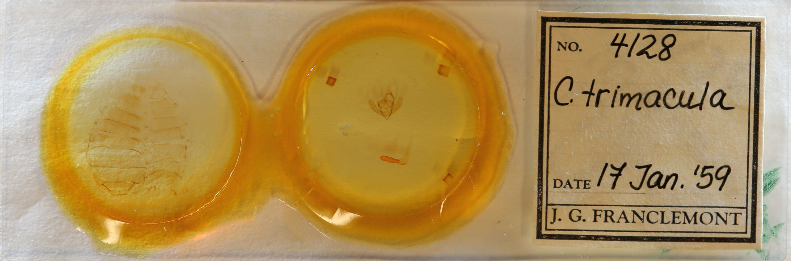 slide view of adult Cymatophoropsis trimaculata