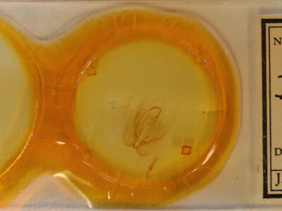 slide view of adult Dyops