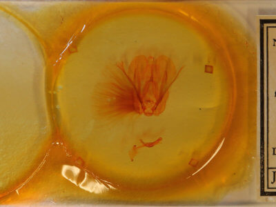 slide view of adult Encruphion