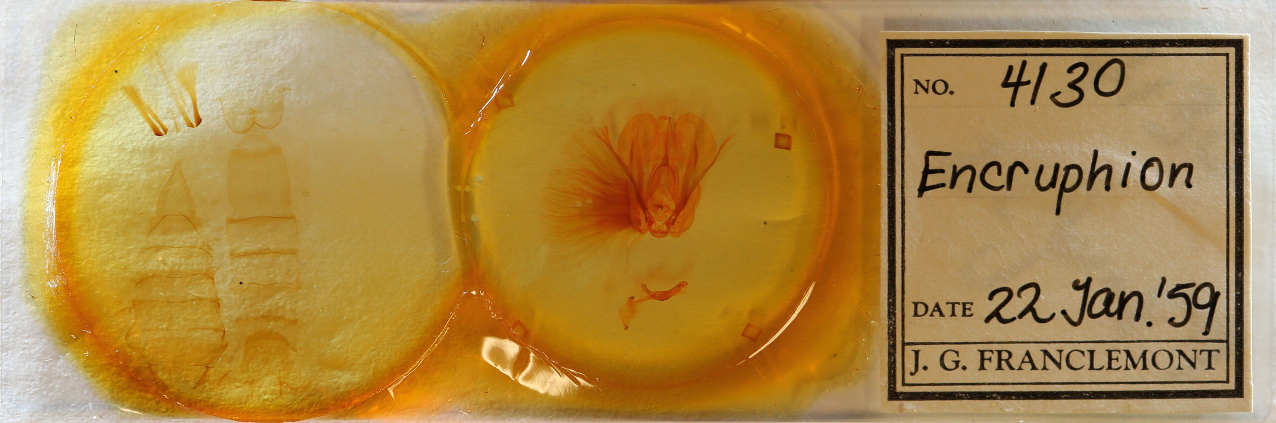 slide view of adult Encruphion